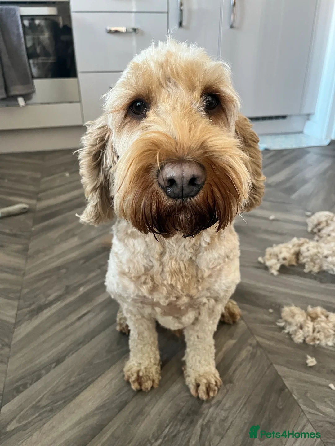 Cockapoo dogs for stud: Cockapoo Stud Dog (PROVEN) in Maidstone - Advert 20