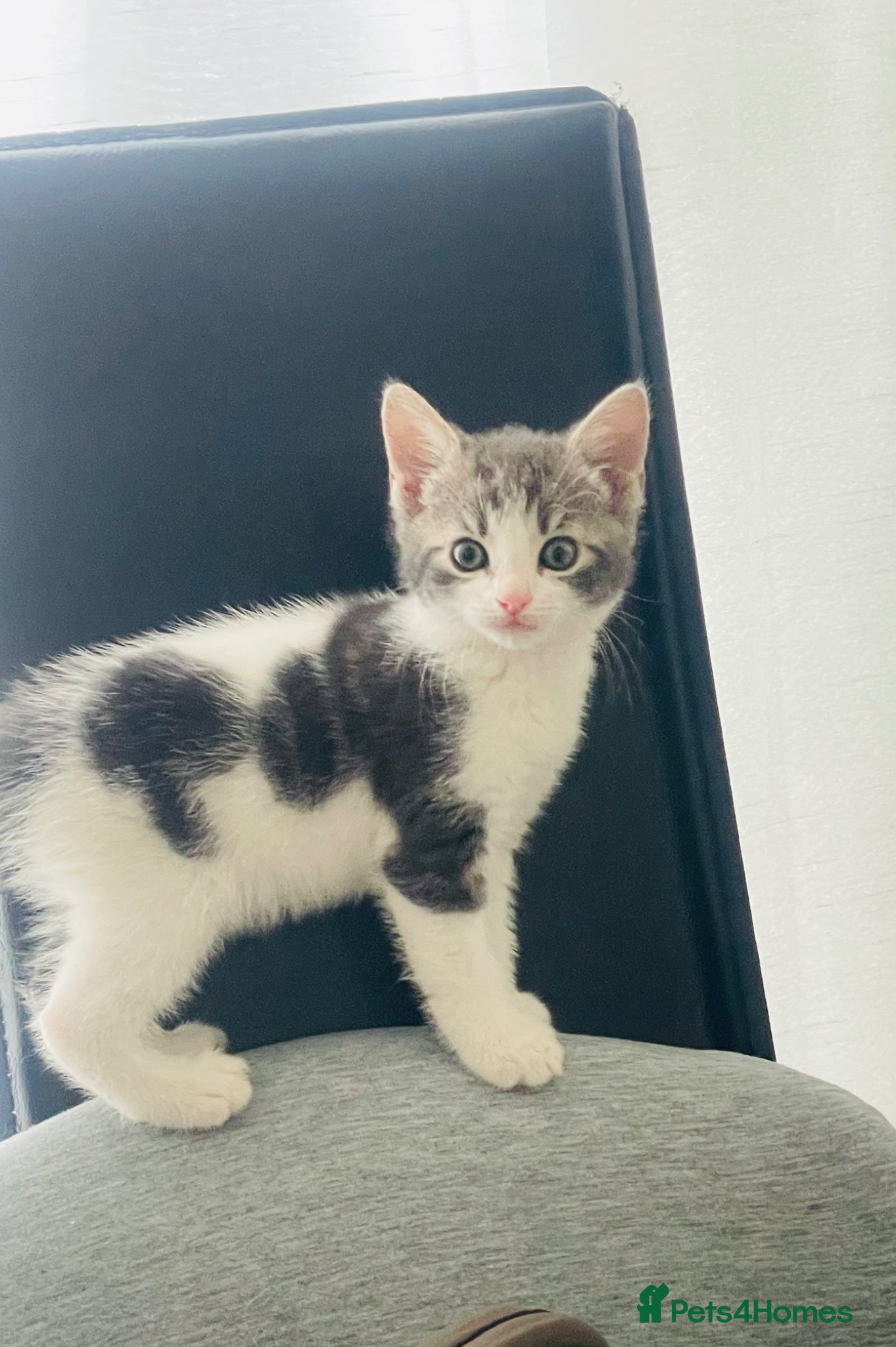 Mixed Breed cats for sale: Four gorgeous kittens - Advert 5