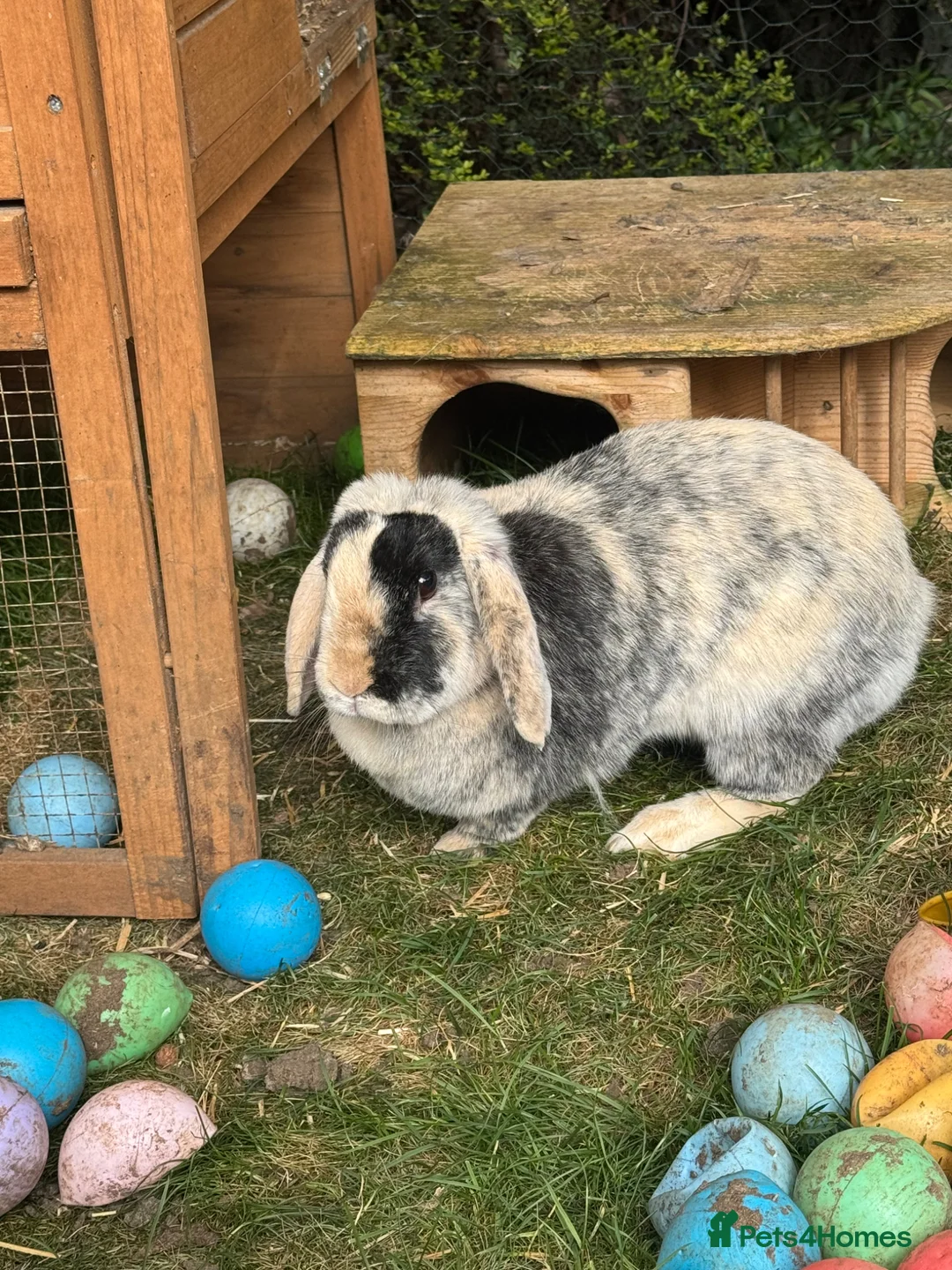 Mixed Breed rabbits for sale: Rabbits  - Advert 15