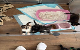 Mixed Breed cats for sale: Beautiful kittens  - Image 10