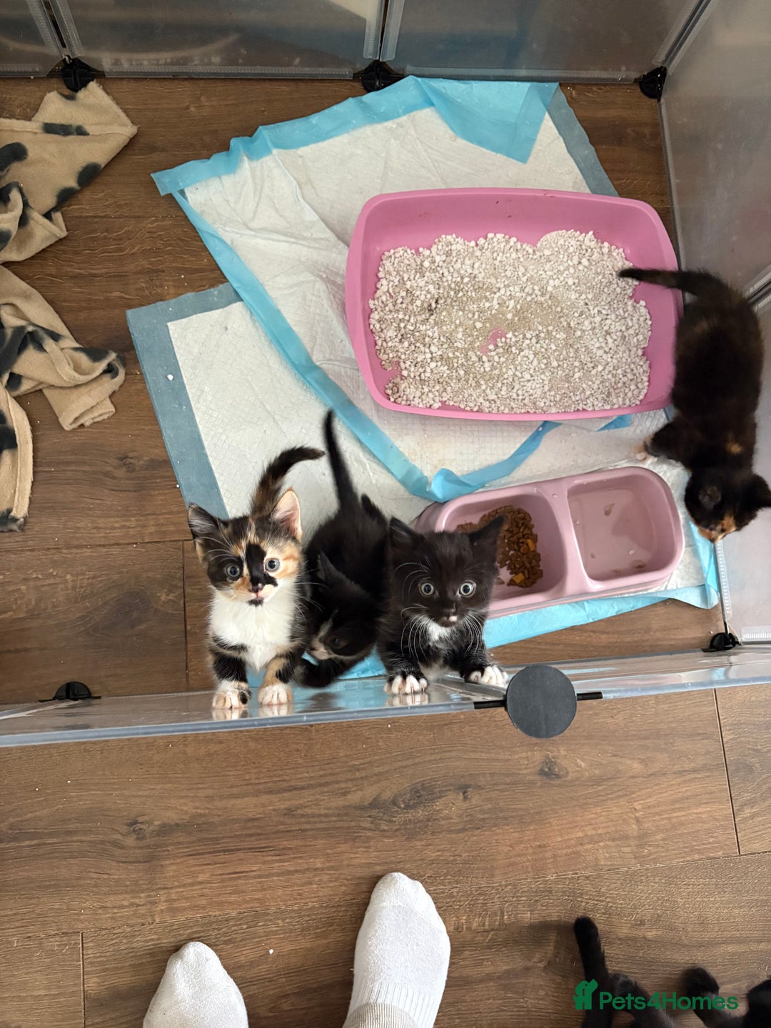 Mixed Breed cats for sale: Beautiful kittens  - Image 10