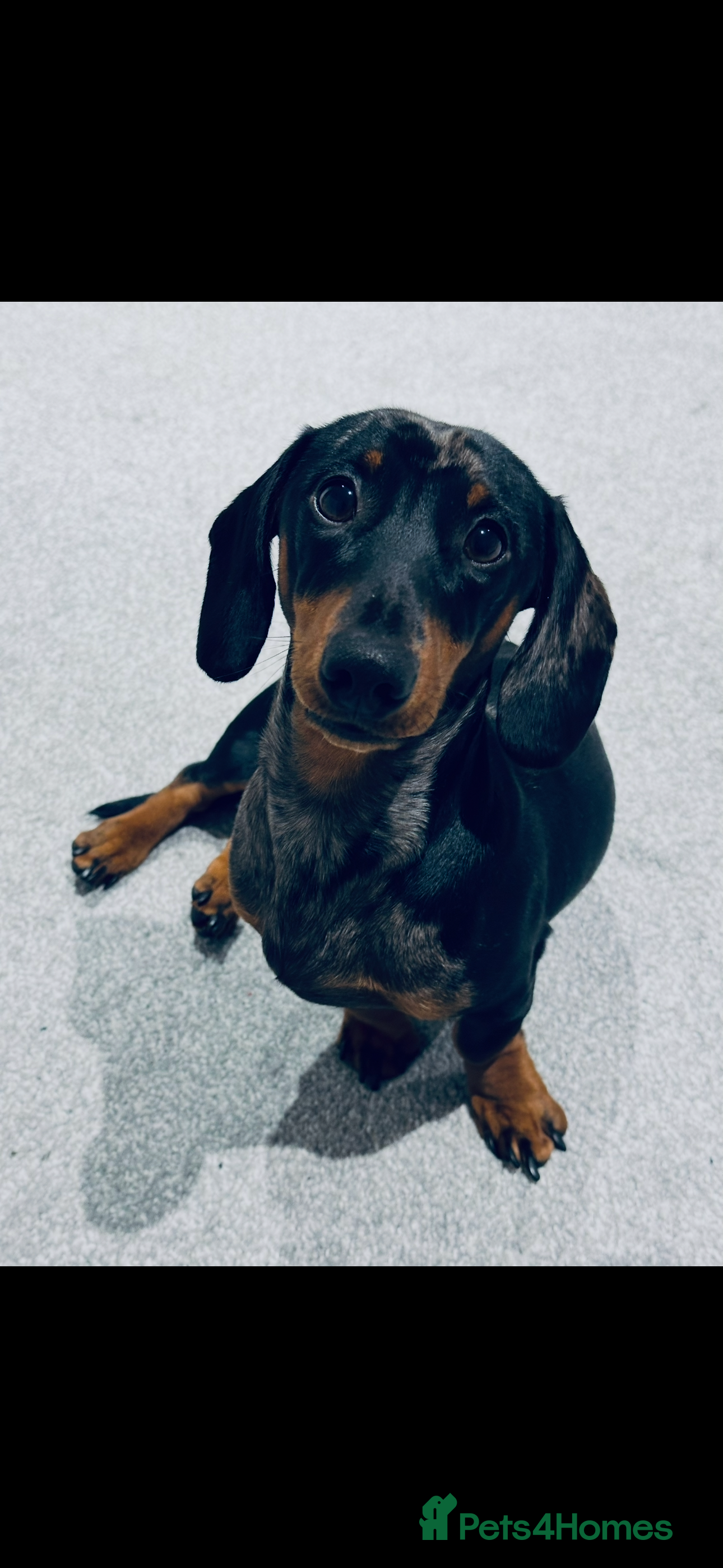 Dachshund dogs 1 Year Old Boris looking for his forever home  - Advert 1