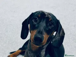 Dachshund dogs 1 Year Old Boris looking for his forever home - Advert 2