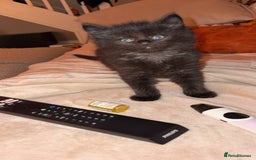 Mixed Breed cats for sale: Beautiful kittens for sale one boy one girl  - Image 7