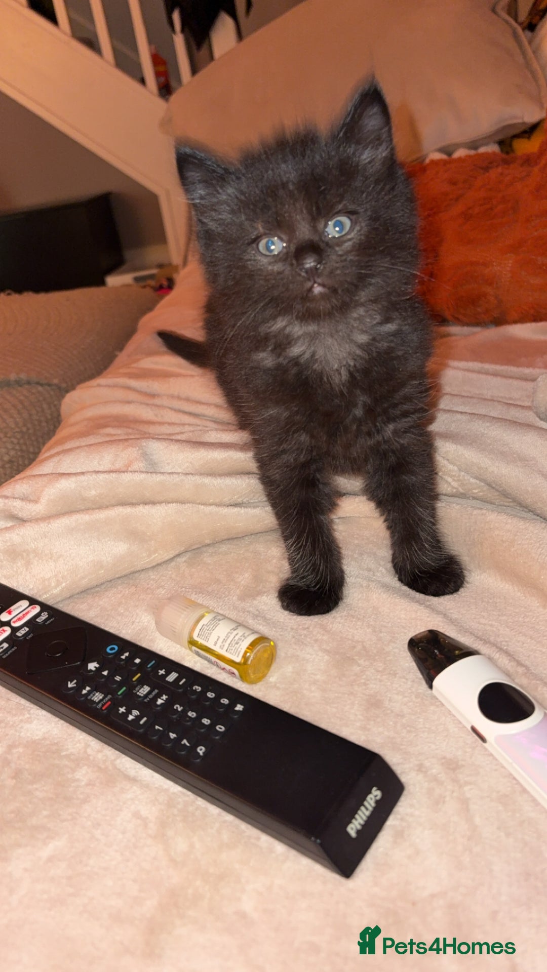 Mixed Breed cats for sale: Beautiful kittens for sale one boy one girl  - Image 7