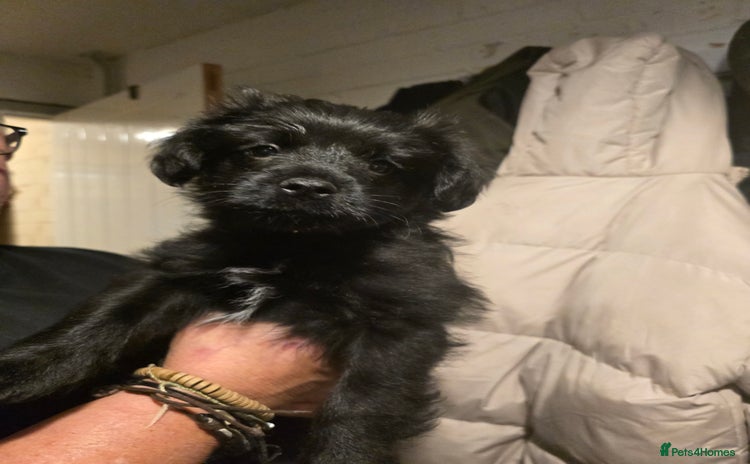 Mixed Breed dogs Schnoodle cross pomiestaff - Advert 1