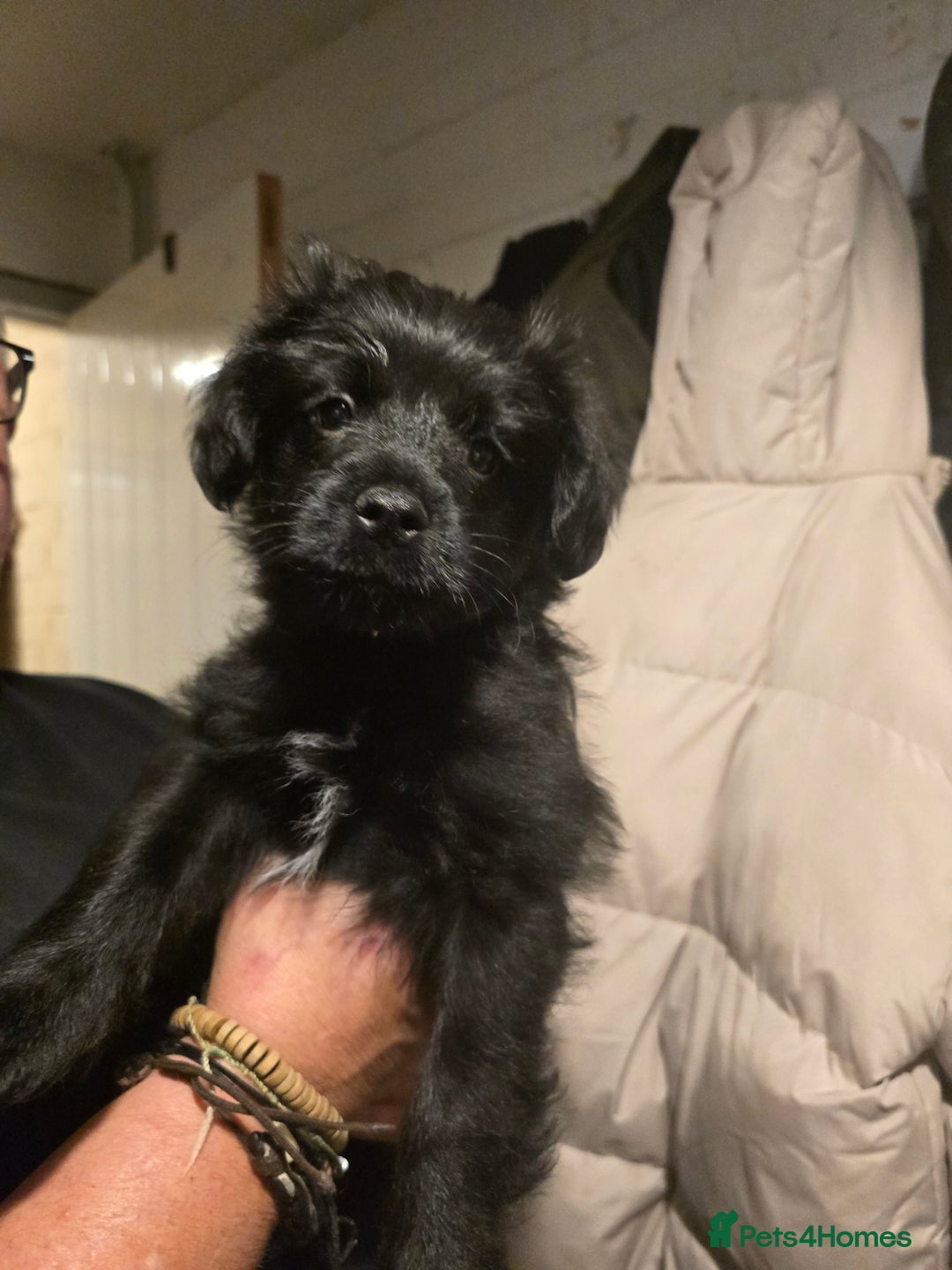 Mixed Breed dogs for sale: Schnoodle cross pomiestaff - Advert 1