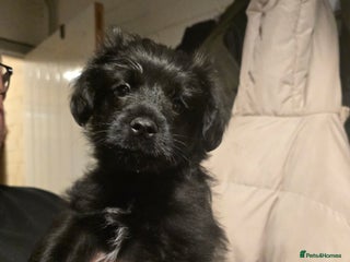 Mixed Breed dogs Schnoodle cross pomiestaff - Advert 1