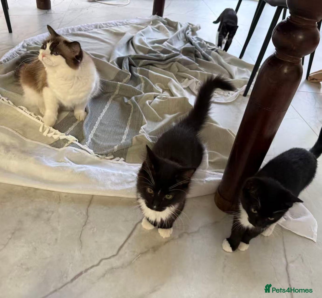 Mixed Breed cats for sale: Two Cow Cat for SALE - Image 5