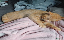 Mixed Breed cats for sale: Male ginger kitten 7 months old - Image 3