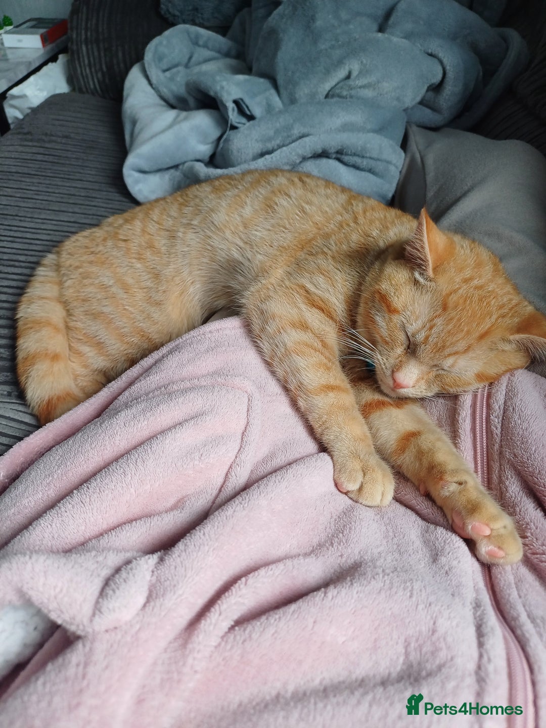 Mixed Breed cats for sale: Male ginger kitten 7 months old - Image 3