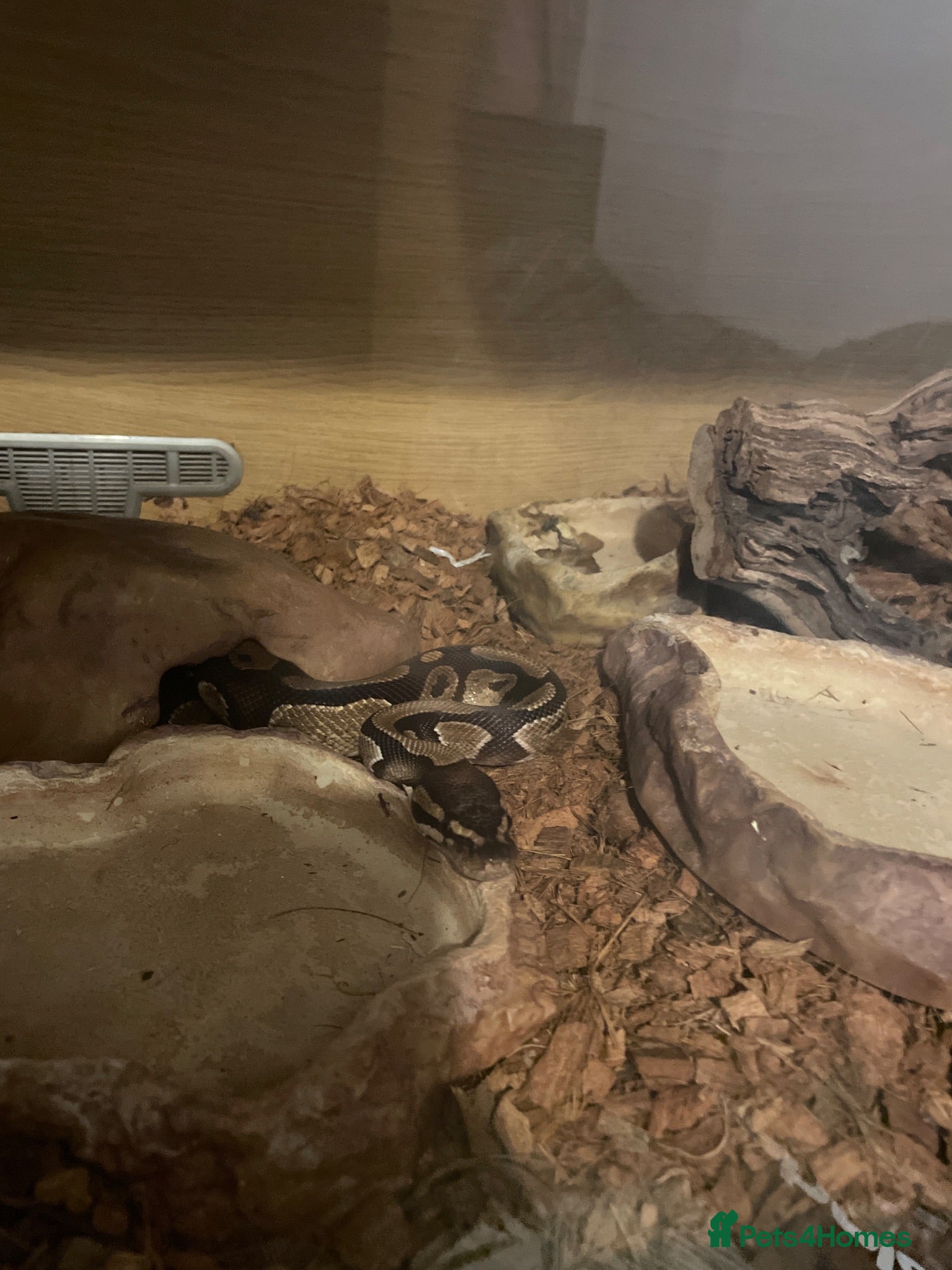 Python Snake reptiles Royal python snake with vivarium - Advert 1