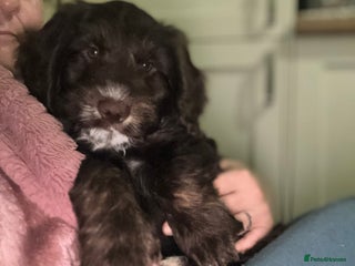 Cockapoo dogs My 2 cheeky boys 12 weeks old - Advert 9