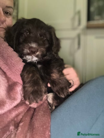 Cockapoo dogs My 2 cheeky boys 12 weeks old - Advert 1