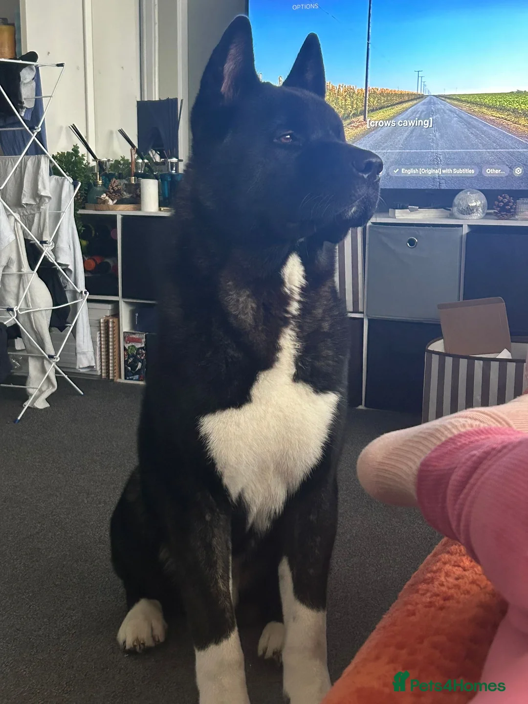 Akita dogs for stud: American Akita for stud  in Birmingham - Advert 5