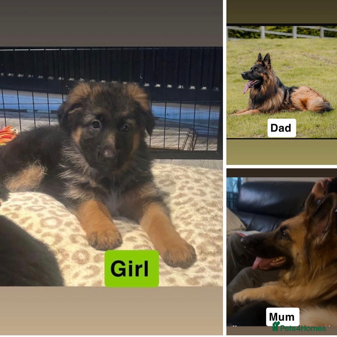 German Shepherd dogs German shepherd puppies Amber blood line  - Advert 18