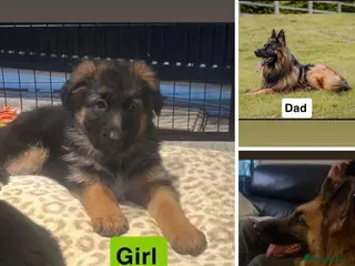German Shepherd dogs German shepherd puppies Amber blood line - Advert 18