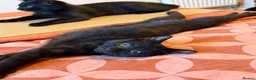 Mixed Breed cats for sale: 4 black kittens  - Advert 5