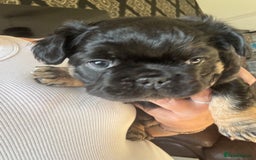 French Bulldog dogs for sale: Beautiful Black and Tan Fluffy Frenchbulldog - Image 6