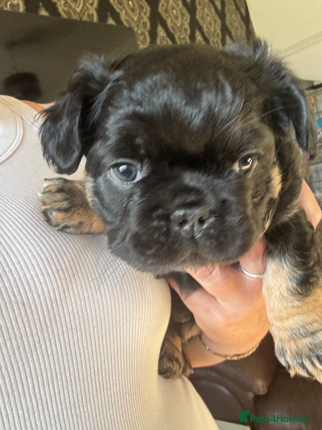 French Bulldog dogs for sale: Beautiful Black and Tan Fluffy Frenchbulldog - Image 6