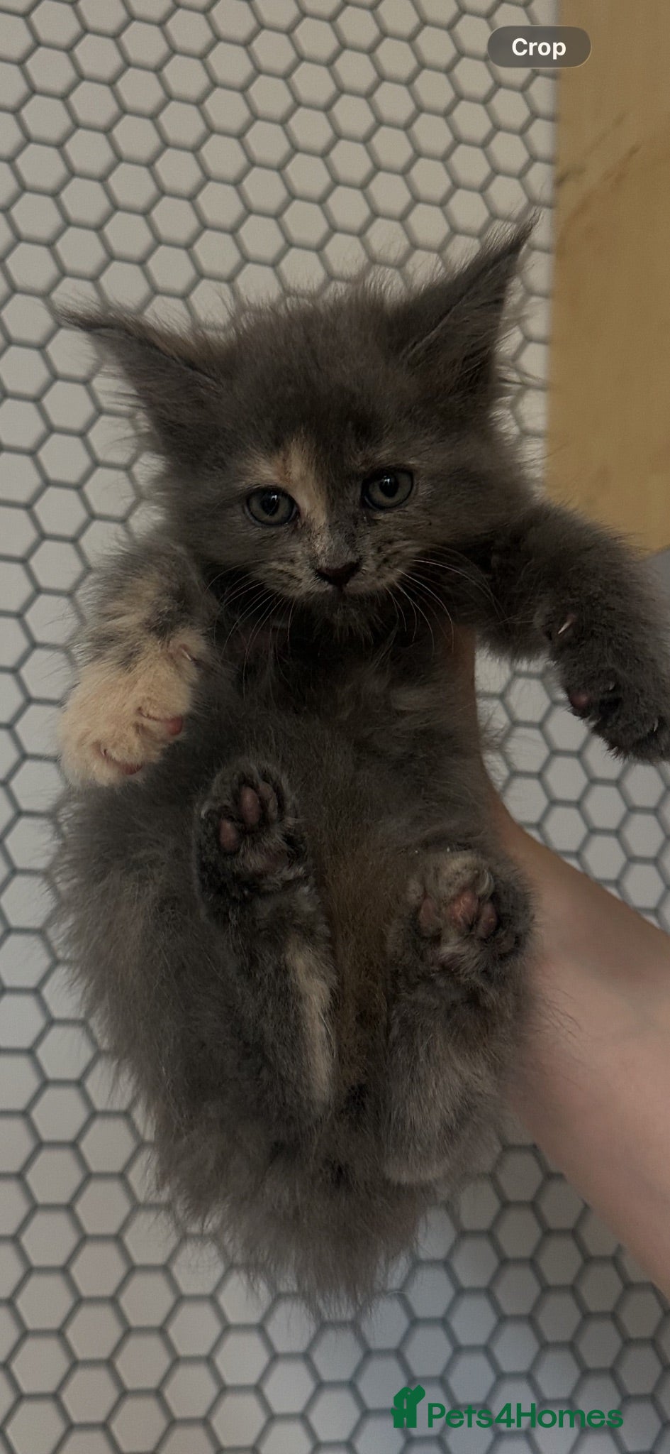 Maine Coon cats Beautiful tica registered blue tabby’s and torties - Advert 1