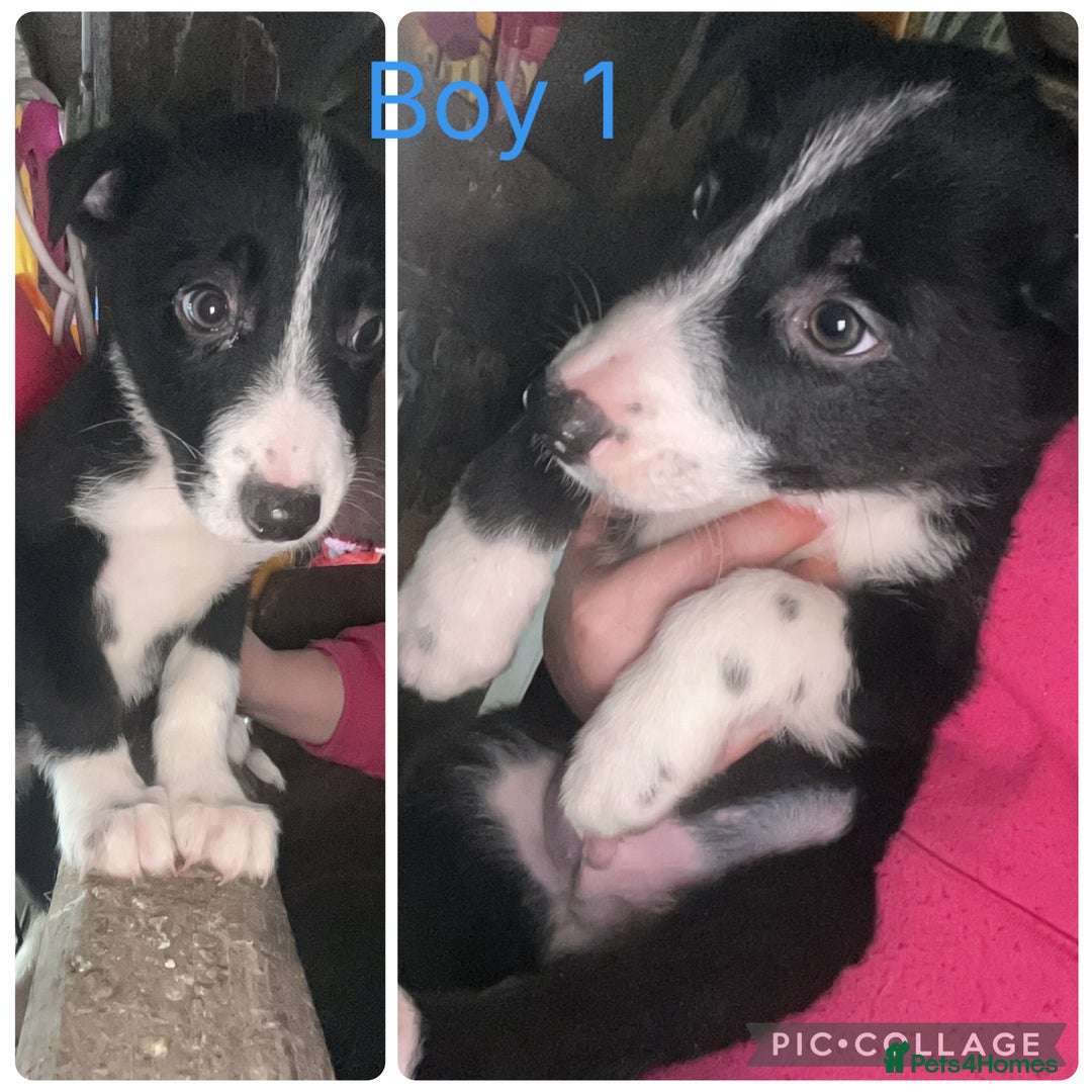 Border Collie dogs for sale: Three collie boys for sale  - Advert 2