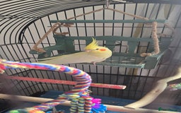 Cockatiels birds for sale: Cockatiel  - Image 2