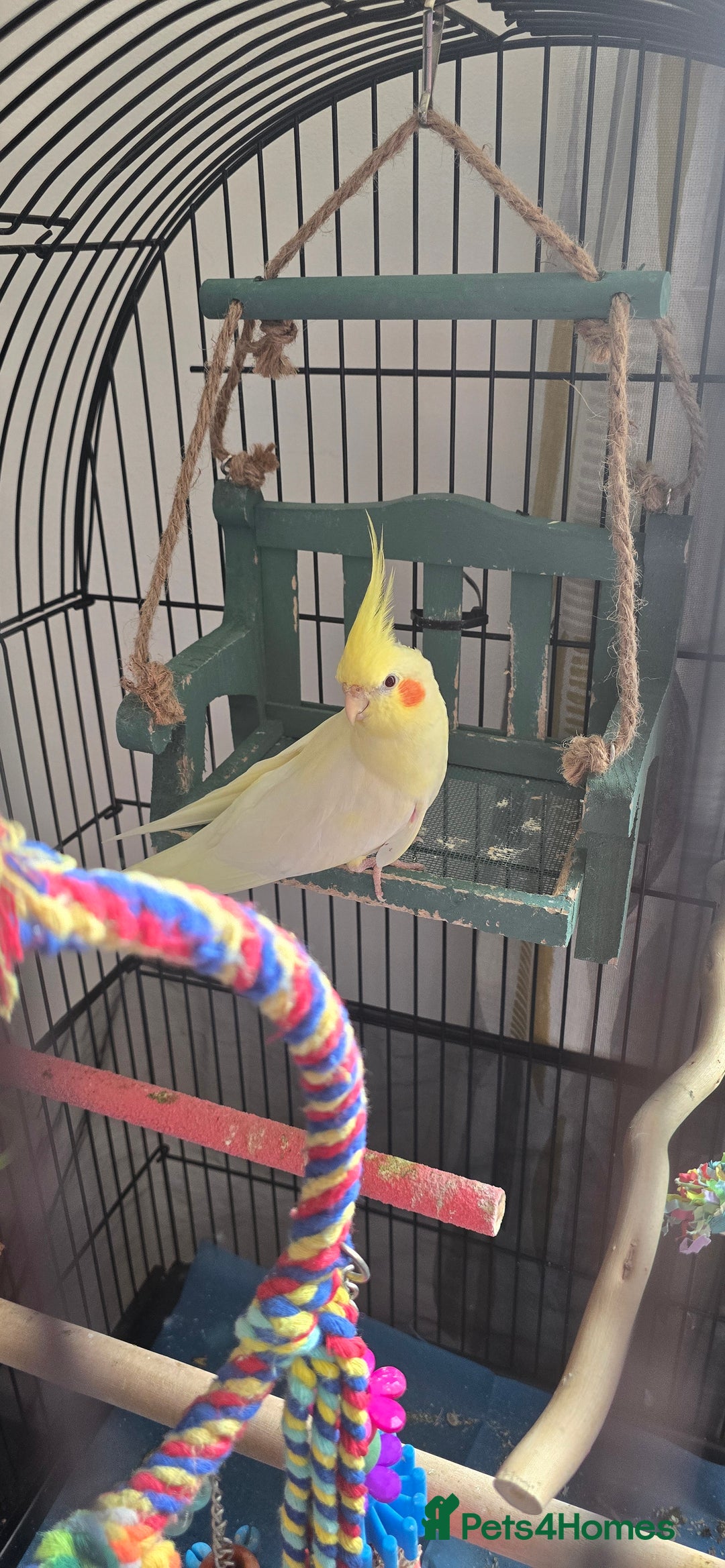 Cockatiels birds for sale: Cockatiel  - Image 2