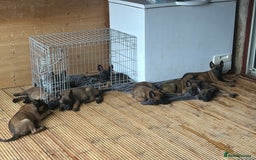 Belgian Shepherd Dog dogs for sale: 9 Belgian malinois puppies 🧬‼️ - Image 15