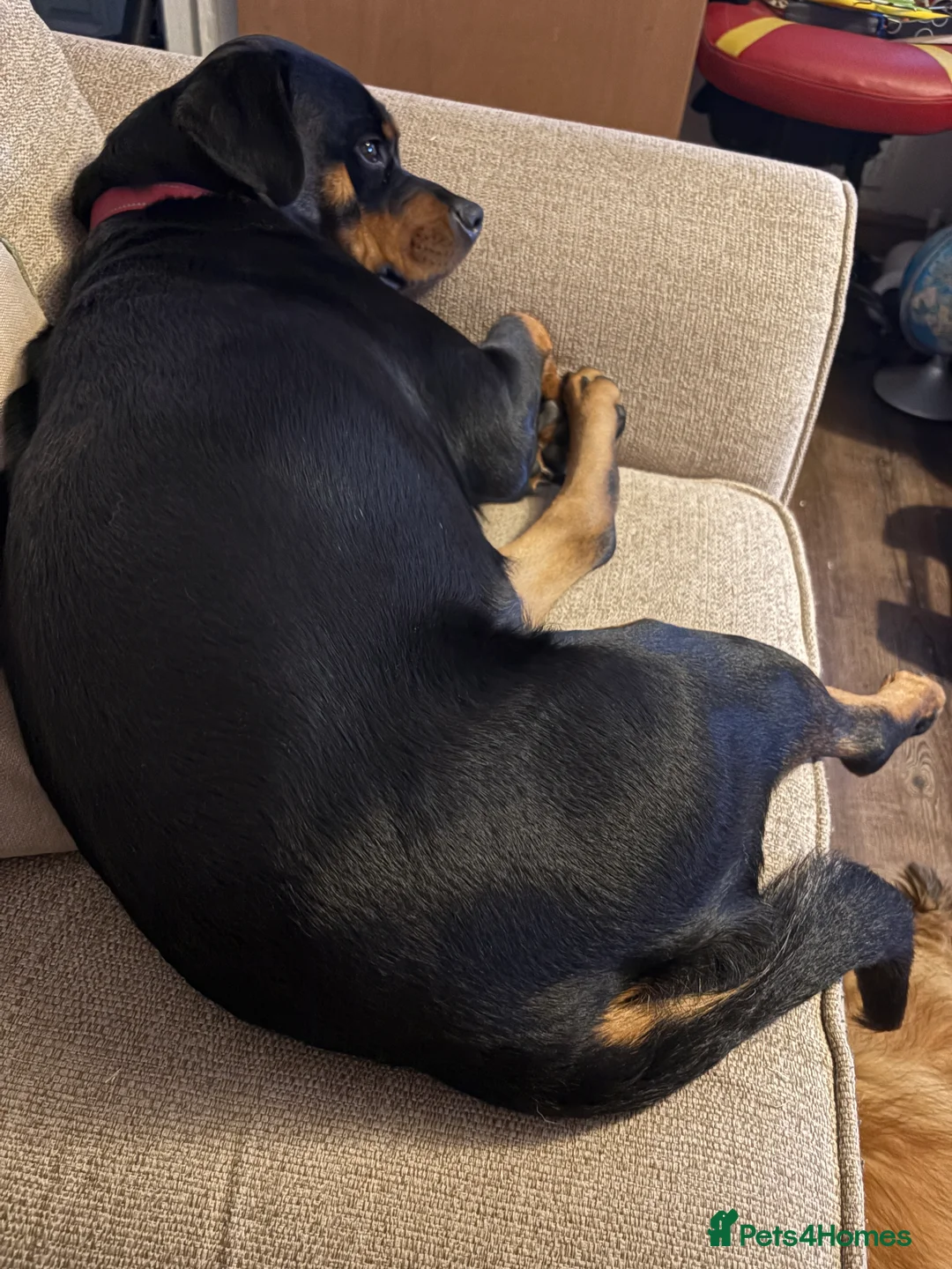 Rottweiler dogs for sale: Gorgeous Rottweiler girl 16 months old kc reg - Advert 3