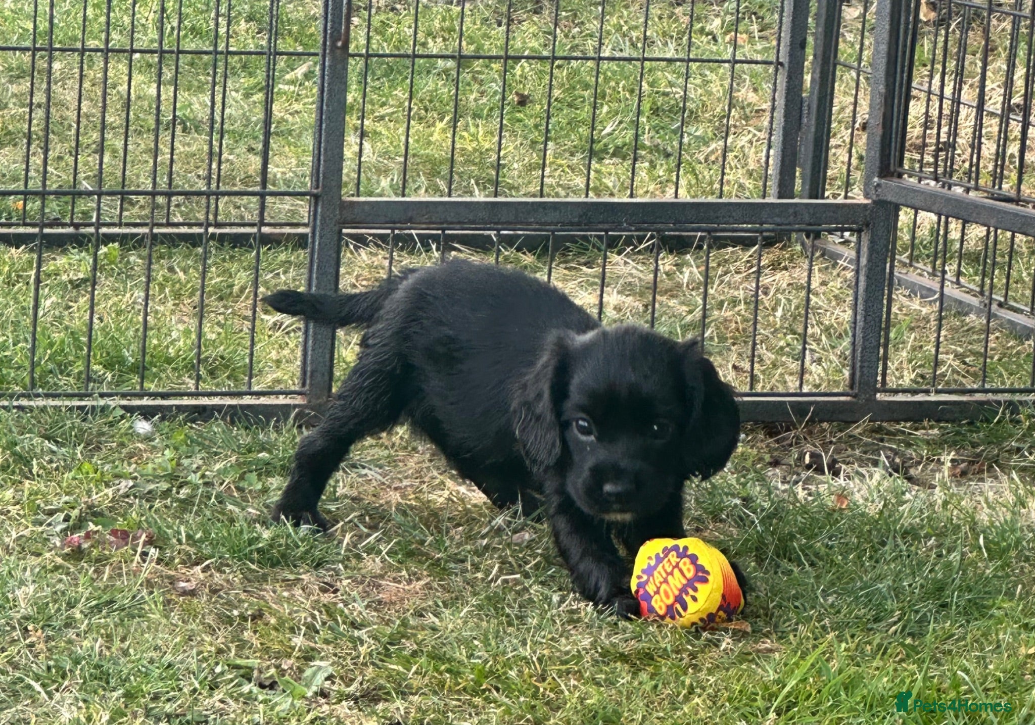 Sprocker dogs Sprocker  Puppies - Advert 1