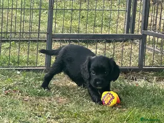 Sprocker dogs Sprocker Puppies - Advert 1