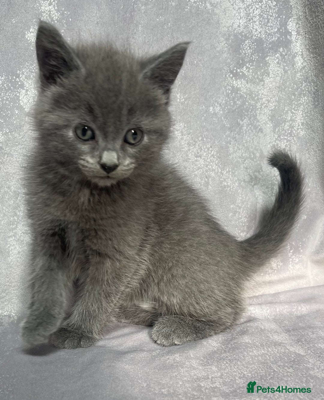 Mixed Breed cats for sale: 2 beautiful little grey girls - Image 1