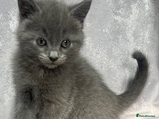 Mixed Breed cats - Advert 30