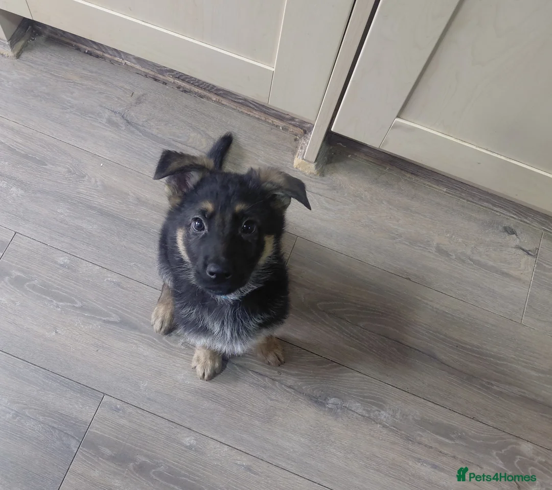 German Shepherd dogs for sale: German Shepherd male Ready now  - Advert 2