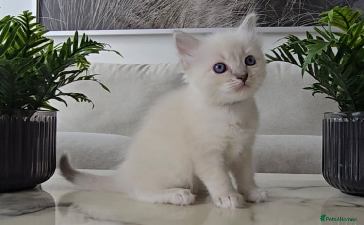 Ragdoll cats - Advert 6