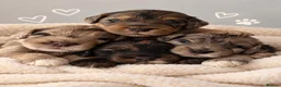 Cockapoo dogs for sale: Beautiful f1 cockapoo puppies - Advert 1