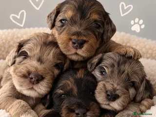 Cockapoo dogs Beautiful f1 cockapoo puppies - Advert 1