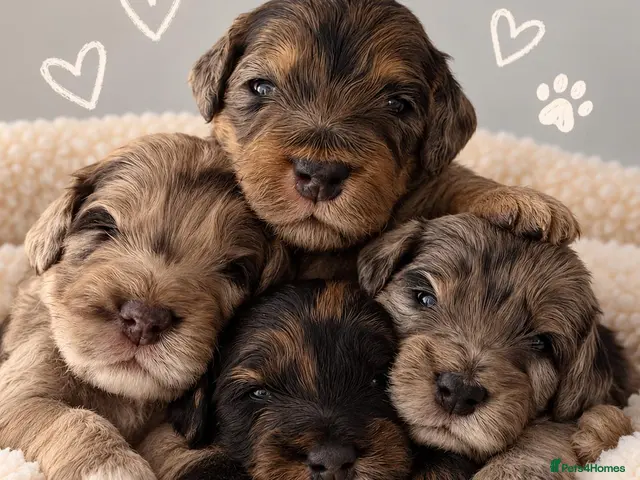 Cockapoo dogs Beautiful f1 cockapoo puppies - Advert 1