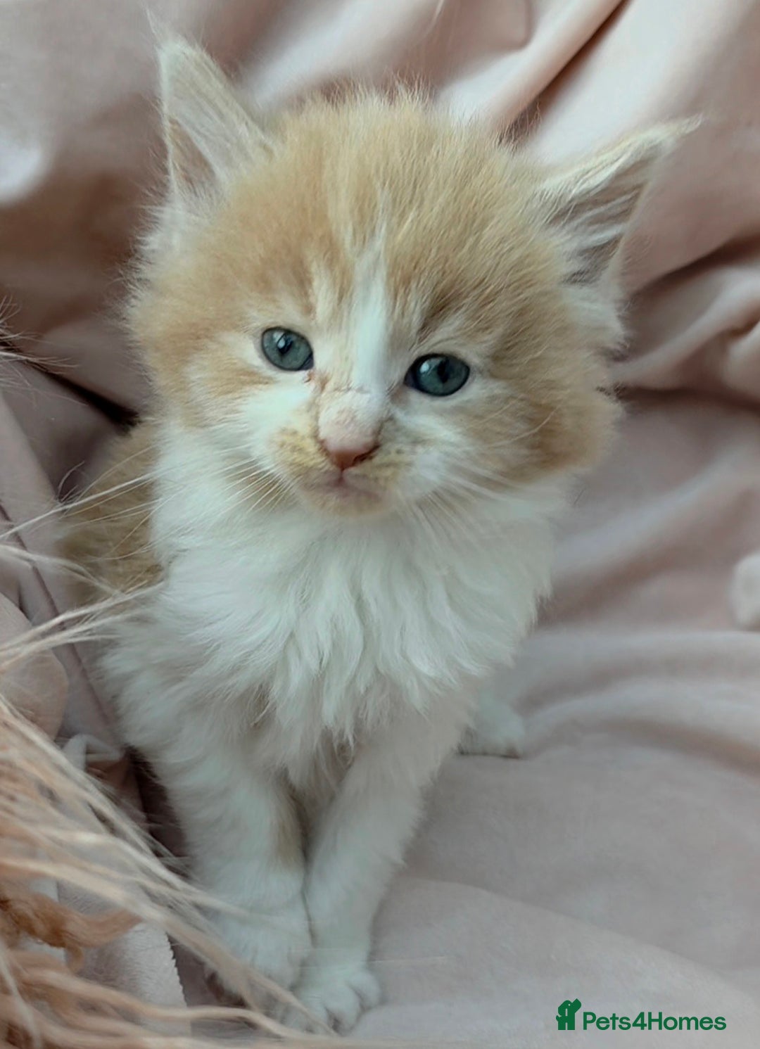 Maine Coon cats for sale: Fluffy Maine Coon Kittens for Sale - Advert 8