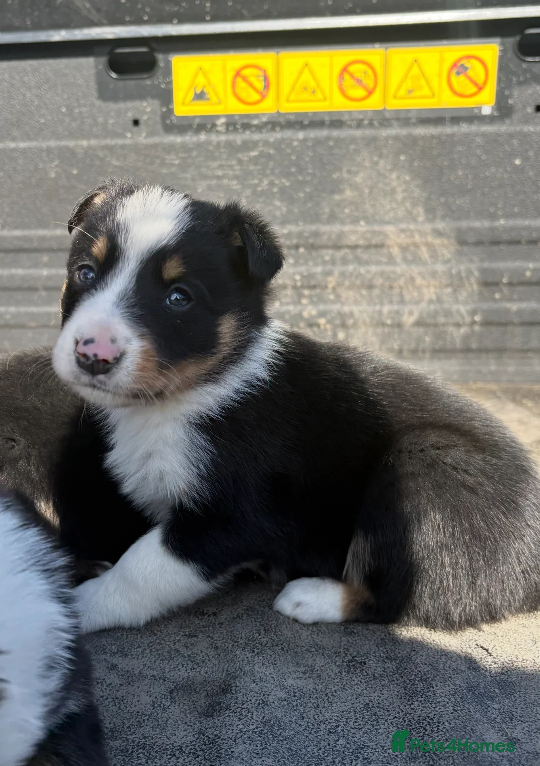 Border Collie dogs for sale: 6 Border Collie Pups 🐾 - Advert 1
