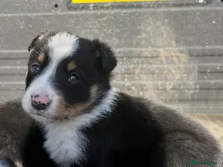 Border Collie dogs 6 Border Collie Pups 🐾 - Advert 13