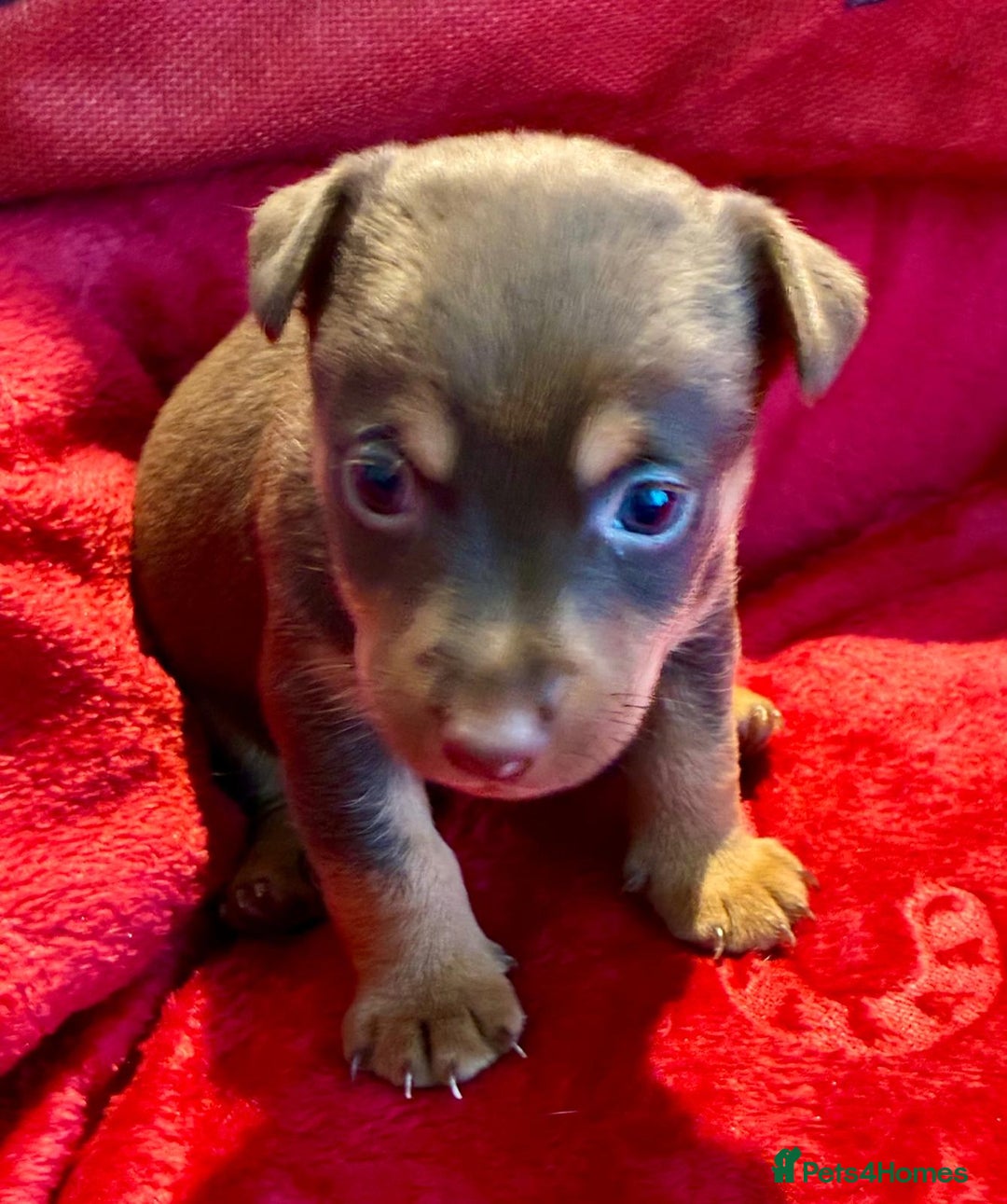 Jack Russell dogs for sale: Miniature Jack Russel Pups for sale - Advert 14