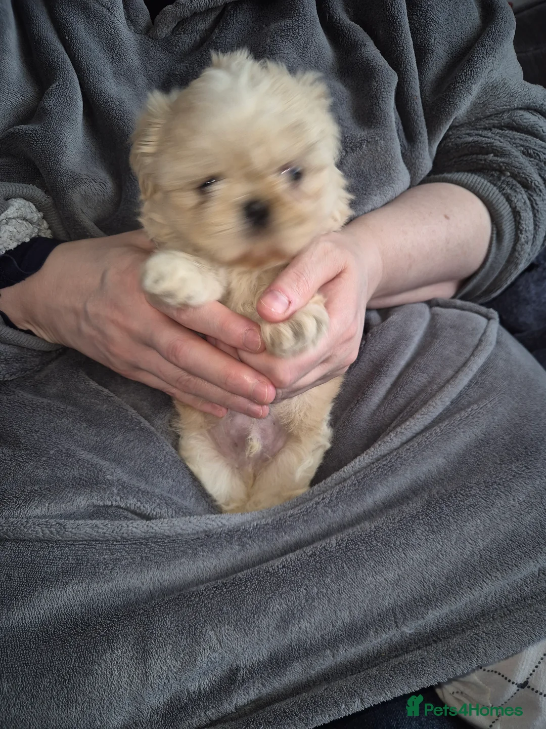 Shih Tzu dogs for sale: KC Reg Full imperial Shih tzu. - Advert 6