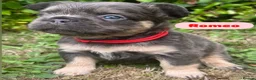 French Bulldog dogs for sale: KC Fluffy French Bulldogs  in Horsham - Advert 38