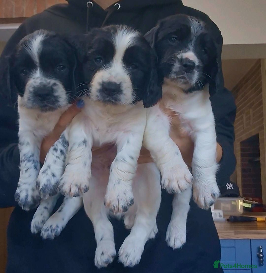 English Springer Spaniel dogs Working Springer Spaniel - Advert 1
