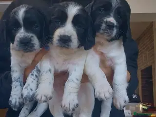 English Springer Spaniel dogs Working Springer Spaniel - Advert 1