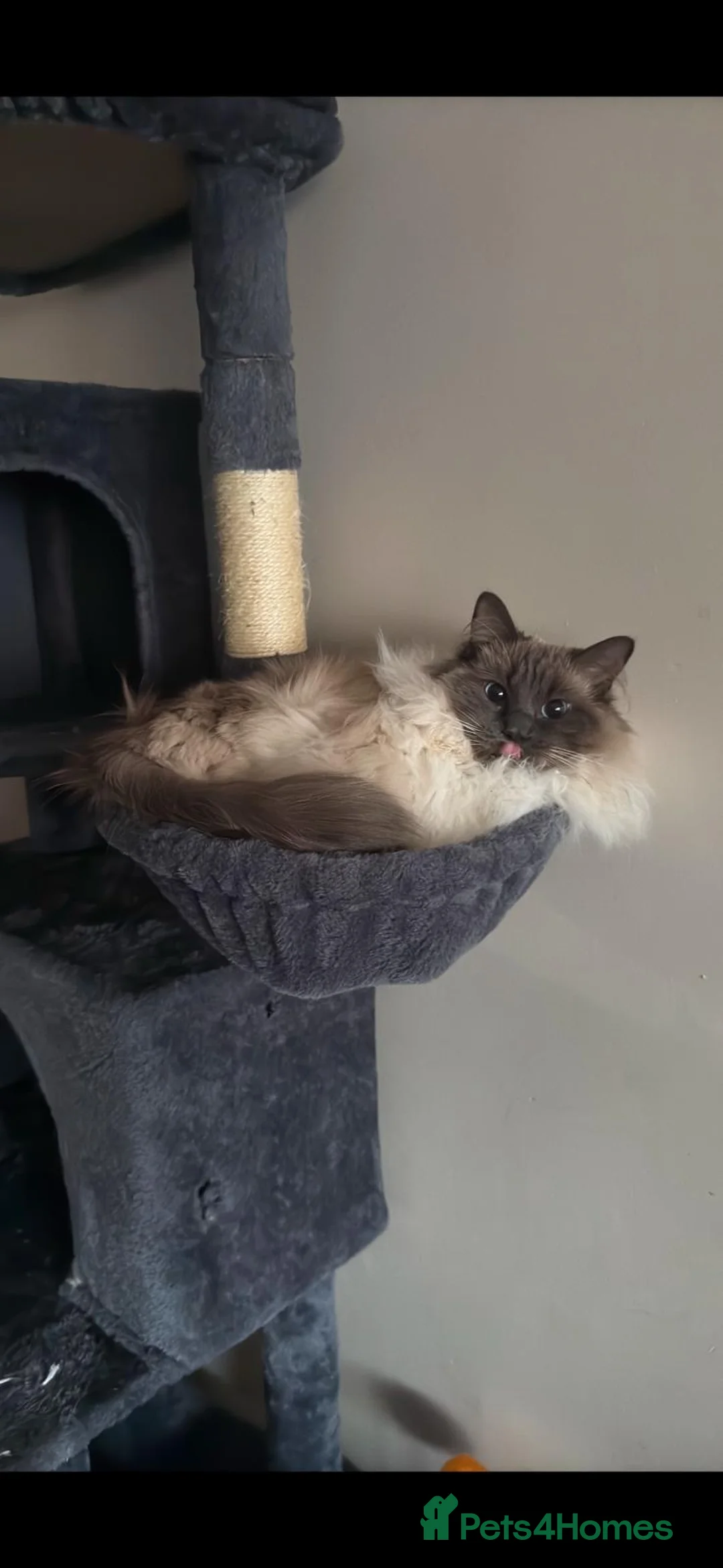 Ragdoll cats for sale: Ragdoll Cat for Sale – “Blue”  - Advert 2