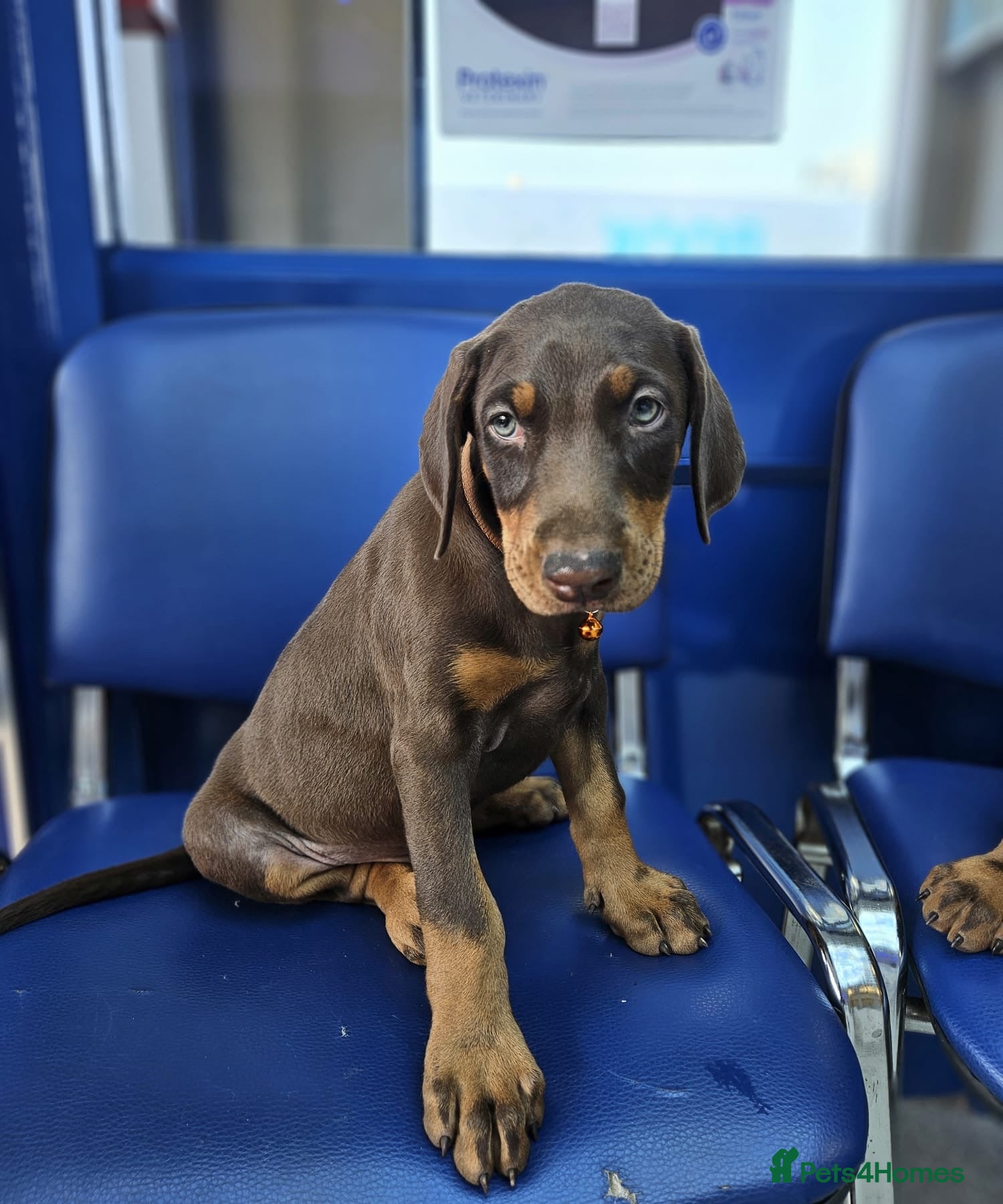 Dobermann dogs 💝🐾 Ready Now Chunky KC Registered pups 🐾 💝 - Advert 1