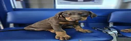 Dobermann dogs for sale: 💝🐾 Ready Now Chunky KC Registered pups 🐾 💝 - Advert 14